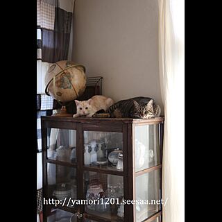 猫のいる日常/猫と暮らす/ねこ部/地球儀/木製家具...などのインテリア実例 - 2017-05-15 16:44:50