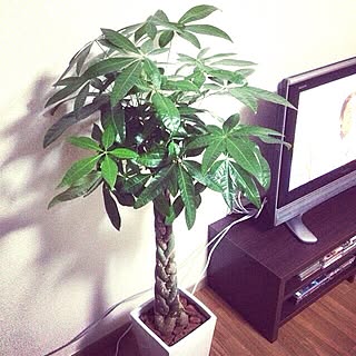 plantのインテリア実例 - 2013-12-24 22:18:12