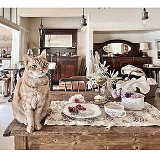 猫と暮らす/猫/ダイニングテーブルの上/ダイニングテーブル/DIY...などのインテリア実例 - 2023-02-05 17:25:42