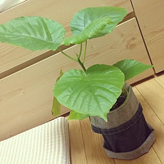 リビング/観葉植物/ジーンズDIYのインテリア実例 - 2015-10-17 02:10:28