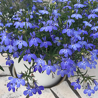 アズーロコンパクト スカイブルーのインテリア実例 Roomclip ルームクリップ