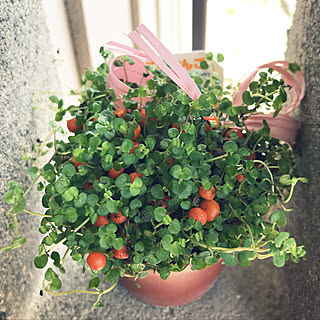 コケサンゴのインテリア実例 Roomclip ルームクリップ