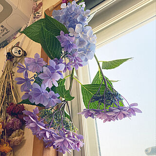 ラナンキュラスのドライ/淡い紫/淡いブルー/庭/花のある暮らし...などのインテリア実例 - 2021-06-15 07:27:49