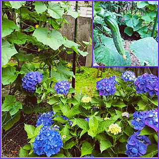 庭の紫陽花♡/胡瓜もぅ少しで収穫♡/家庭菜園♡/紫陽花/玄関/入り口のインテリア実例 - 2020-06-19 16:59:07