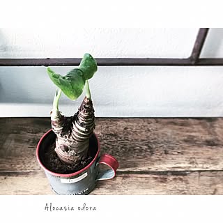 クワズイモ/植物/観葉植物/NO GREEN NO LIFE/棚...などのインテリア実例 - 2017-02-02 21:48:33