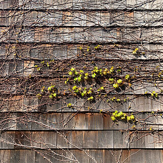 レッドシダー板張り/レッドシダー/外壁/ナツヅタ/植物のある暮らし...などのインテリア実例 - 2020-03-26 07:07:31