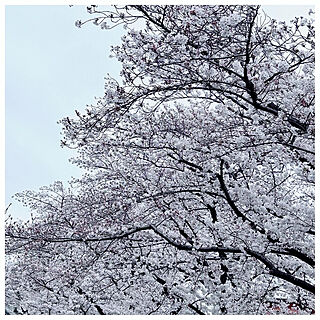 玄関/入り口/番外編/桜の季節/お花見/桜...などのインテリア実例 - 2024-04-10 15:25:00