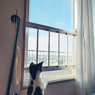 部屋全体/子猫と暮らす/マカロン/のんびり暮らす/ネコのいる暮らし...などのインテリア実例 - 2023-09-03 16:07:54