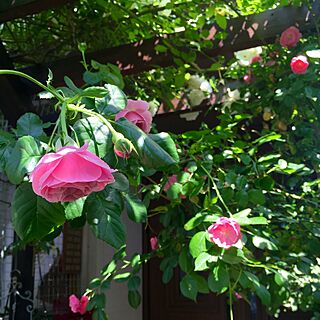 玄関/入り口/玄関アプローチ/パーゴラ/薔薇/薔薇が好き...などのインテリア実例 - 2016-05-14 10:07:34