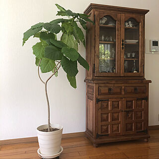 スペイン家具/観葉植物/リビング/ウンベラータのインテリア実例 - 2020-05-29 13:20:17