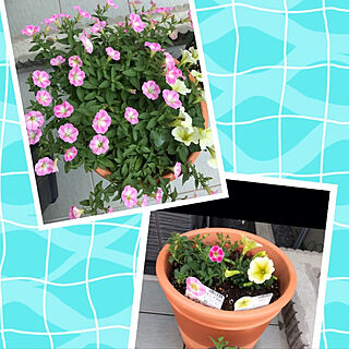 庭/はなのある暮らし/小さな幸せ見つけた/ピンクのお花がやっと開花してきました/癒し♡...などのインテリア実例 - 2021-06-24 15:56:31