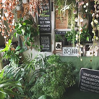 植物/観葉植物/植物パーク化した部屋/植物好き/植物と暮らす毎日...などのインテリア実例 - 2016-09-29 16:39:31