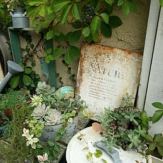 ベッド周り/いいね！ありがとうございます♪/グリーンのある暮らし/多肉植物♥︎/さびさび缶...などのインテリア実例 - 2016-09-25 10:14:07