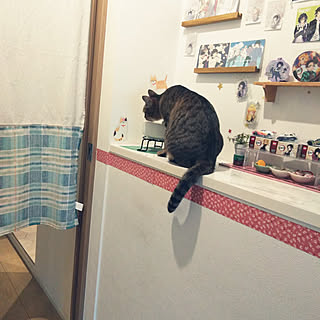 ねこと暮らす/保護猫/キジトラ猫/水飲み器/水飲み場...などのインテリア実例 - 2021-08-29 15:20:07