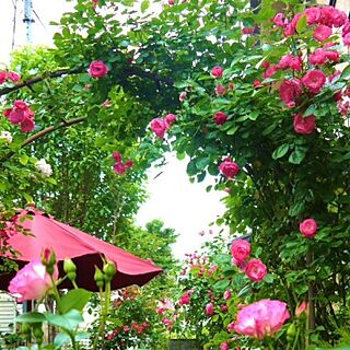 玄関/入り口/アンジェラ/バラが好き/植物/バラのアーチのインテリア実例 - 2016-05-18 01:06:46