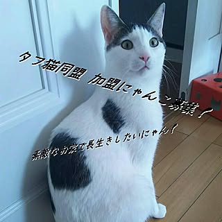 部屋全体/猫のための家/ポテ猫部入部希望/猫/坊っちゃん刈り...などのインテリア実例 - 2016-03-25 16:33:06