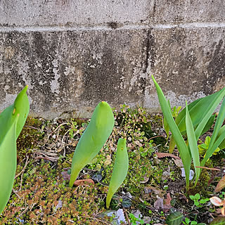 壁/天井/春の訪れ/いつもいいねやコメありがとうございます♡/小さいおうち/花のある風景...などのインテリア実例 - 2023-03-06 20:17:33