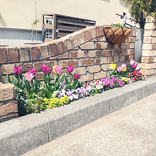 チューリップ 花壇の花のおしゃれなアレンジ 飾り方のインテリア実例 Roomclip ルームクリップ