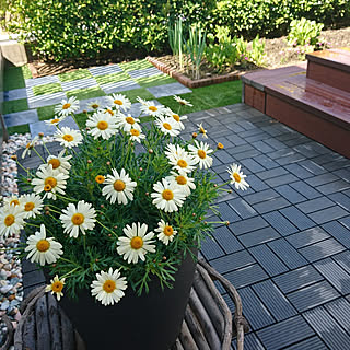 部屋全体/植物のある暮らし/落ち着く時間/癒しスペース/花のある暮らし...などのインテリア実例 - 2021-03-26 10:24:24