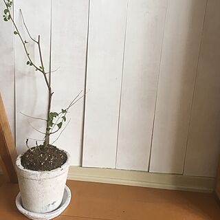リビング/板壁DIY/白い植木鉢/ポポラスのインテリア実例 - 2017-03-22 13:28:16
