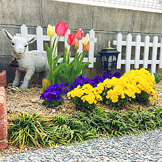 チューリップとビオラの寄せ植え/チューリップ咲きました♡/花壇の花/お庭のある暮らし/コメントお気遣いなく(⁎ᴗ͈ˬᴗ͈⁎)...などのインテリア実例 - 2021-03-20 09:13:11