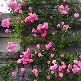 玄関/入り口/花のある暮らし/アイアンフェンス/植物のある暮らし/コロナウイルスに負けない...などのインテリア実例 - 2020-06-05 07:58:06