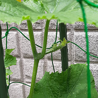 家庭菜園/きゅうり栽培/家庭菜園初心者のインテリア実例 - 2021-05-28 19:52:39