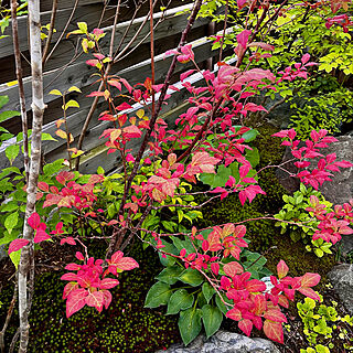 紅葉が楽しみ/紅葉/雑木林風の庭/雑木林風/雑木林の庭...などのインテリア実例 - 2022-09-06 06:20:11