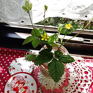 窓ぎわ/庭の花/植物/びんのインテリア実例 - 2013-05-06 13:53:22