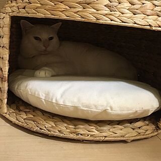 猫の家、ベッド/リビング/ねこのいる日常/白猫のインテリア実例 - 2016-08-06 19:25:12