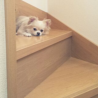 階段/チワワ/犬のインテリア実例 - 2016-10-21 18:46:15