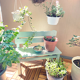 シュガーバイン シュガーバイン のおしゃれなアレンジ 飾り方のインテリア実例 Roomclip ルームクリップ