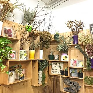 リビング/ドライフラワーのある暮らし/観葉植物/植中毒/お店は全て手作り...などのインテリア実例 - 2017-01-23 19:14:58