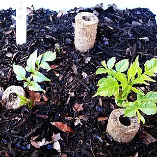 手作りのお庭 挿し木 皇帝ダリアのインテリア実例 Roomclip ルームクリップ