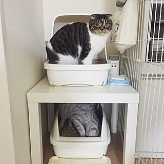 IKEA/猫トイレ/猫との生活/ねこと暮らすのインテリア実例 - 2016-02-23 23:10:37