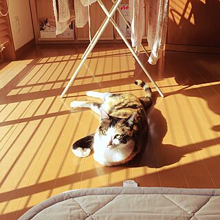 リビング/うちの猫/古い物好きのインテリア実例 - 2016-02-14 10:42:52