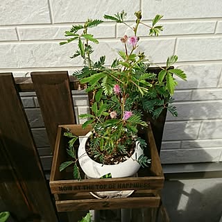 玄関/入り口/セリア/ダイソー/観葉植物/オイルステイン...などのインテリア実例 - 2016-10-02 09:28:27