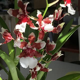 観葉植物/文心蘭/Oncidium hybridumのインテリア実例 - 2017-02-10 04:03:13