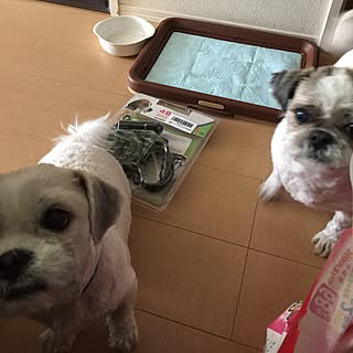 ホンマ犬バカ旦那には困り物/ちびっ子ギャングよう（՞ټ՞☝/5ｍ伸びるとさ！/一応私の大好き迷彩柄/犬のリードや！(҂⌣̀_⌣́)...などのインテリア実例 - 2017-03-12 14:19:53