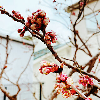 もうすぐ春ですね/さくらんぼの花/庭木のある暮らし/癒し/庭...などのインテリア実例 - 2022-03-04 16:03:25