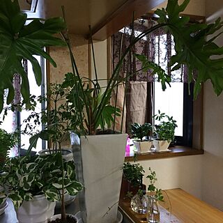 キッチン/植物/アンティーク/観葉植物/モンステラ...などのインテリア実例 - 2016-05-24 16:16:00