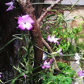 玄関/入り口/お庭の植物/ガーデニングのインテリア実例 - 2016-05-10 14:47:40