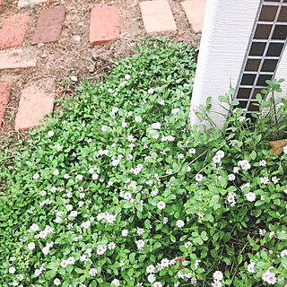 グリーンのある暮らし/すっきり暮らしたい/ナチュラルが好き/白い花/庭...などのインテリア実例 - 2020-06-11 12:11:08