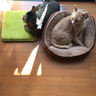 猫ベッド/ねこのいる風景/猫のいる暮らし/部屋全体のインテリア実例 - 2019-11-06 17:14:36