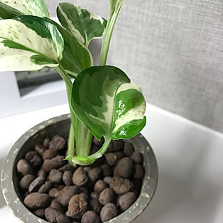 観葉植物/シンプルにすっきりと暮らす/シンプルな暮らし/マンション暮らし/癒しの空間...などのインテリア実例 - 2020-03-16 00:15:48