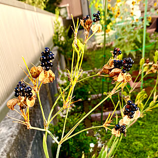 玄関/入り口/球根植物/花も実も楽しめる/ドライ用/射干玉（ヌバタマ）...などのインテリア実例 - 2023-10-06 22:12:18