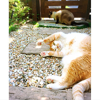 玄関/入り口/猫に癒されてます/コメントお気遣いなく⑅◡̈*/ねこと暮らす/玄関扉DIY...などのインテリア実例 - 2017-09-25 14:36:06