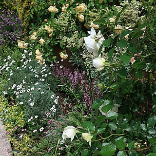 玄関/入り口/庭の花/庭のある暮らし/花壇/花のある暮らし...などのインテリア実例 - 2020-05-13 06:32:46