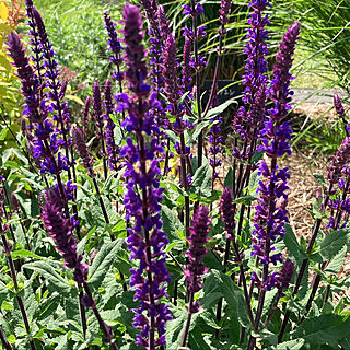 見てくださってありがとう❁︎/美しい花/褐色の茎/青紫の花/サルビアネモローサのインテリア実例 - 2021-04-30 13:04:24