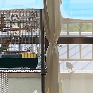 鳥かご/スチールラック/リーちゃん/インコと暮らす家/コザクラインコ...などのインテリア実例 - 2021-09-20 21:27:44